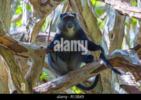 Blue Monkey. Lake Manyara National Reserve. Tanzania. Stock Photo