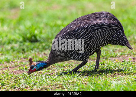 Helmeted guineafowl. Ngorongoro Crater Conservation Area. Tanzania. Stock Photo