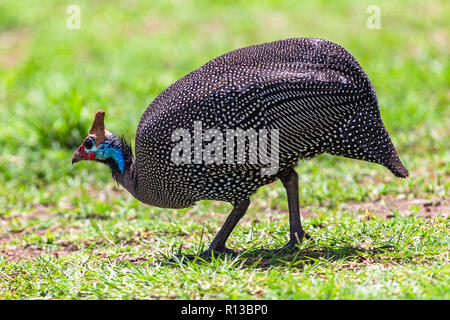 Helmeted guineafowl. Ngorongoro Crater Conservation Area. Tanzania. Stock Photo