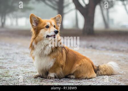 corgi fluffy dog at the outdoor. close up portrait at the snow. walking in winter Stock Photo