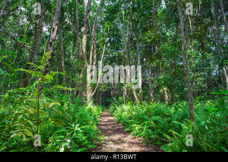 Jozani forest. Zanzibar, Tanzania. Stock Photo