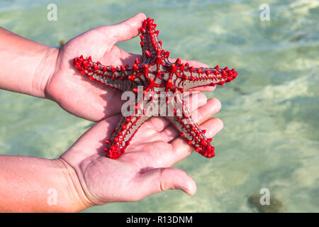 Red knobbed star fish. Zanzibar, Tanzania. Stock Photo