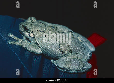 Copes Gray tree frog,Tennessee Stock Photo