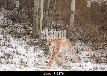 Siberian Lynx Cub Kitten in the Snow 5 Stock Photo