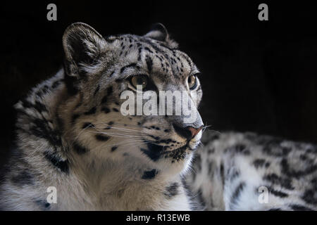 Portrait of Snow Leopard on Isolated Black Background 2 Stock Photo