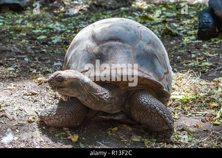 Aldabra giant turtle. Prison Island, Zanzibar, Tanzania Stock Photo - Alamy