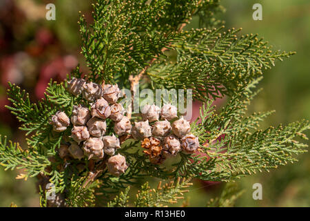 Incense cedar tree Calocedrus decurrens branch with seed, close up. Stock Photo