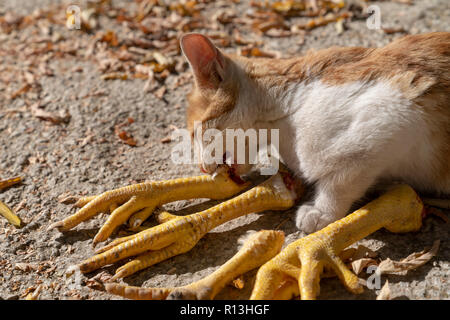 Brown and white cat eating chicken legs on ground Stock Photo
