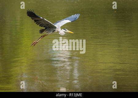 Grey Heron in flight in Singapore Stock Photo