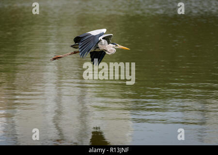 Grey Heron in flight in Singapore Stock Photo
