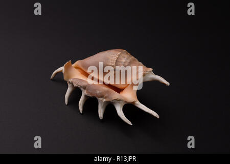 Marine predatory snail, Venus comb or Murex pecten on black background Stock Photo