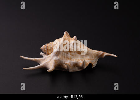Marine predatory snail, Venus comb or Murex pecten on black background Stock Photo