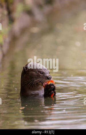 Smooth Coated Otter eating a carp in Singapore Botanic Gardens