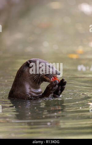 Smooth Coated Otter eating a carp in Singapore Botanic Gardens Stock Photo