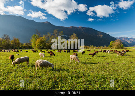 Sheep grazing on green pasture in mountains. Stock Photo