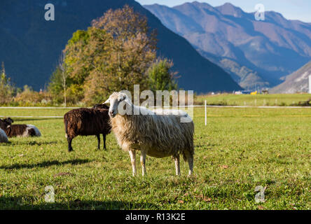 Traditional sheep pasture in mountains. Stock Photo