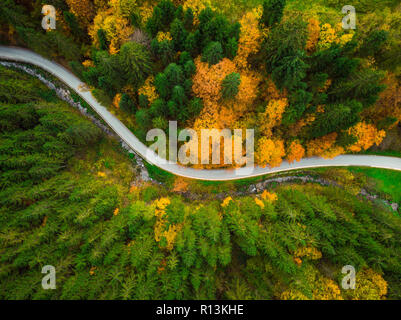 Autumnal foliage  in woodland and winding road, drone aerial view. Stock Photo