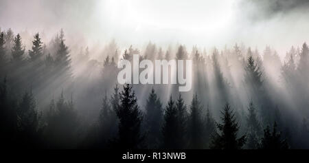 Pine forest in morning sun rays. Misty morning view in wet mountain area. Stock Photo