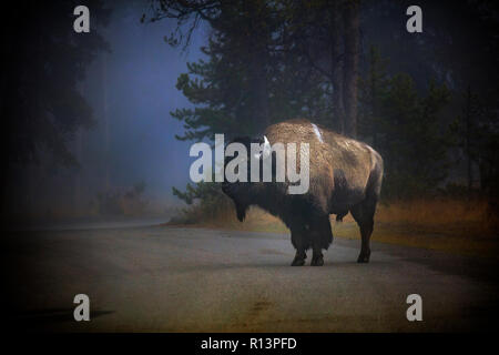 WY03521-00...WYOMING - Bison in the fog near Madison Junction of Yellowstone National Park. Stock Photo