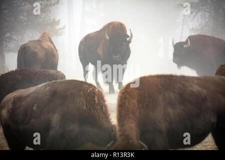 WY03525-00...WYOMING - Bison in the fog near Madison Junction of Yellowstone National Park. Stock Photo