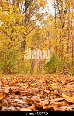Autumn leaf covered path through the woods with leaves in focus in foreground Stock Photo