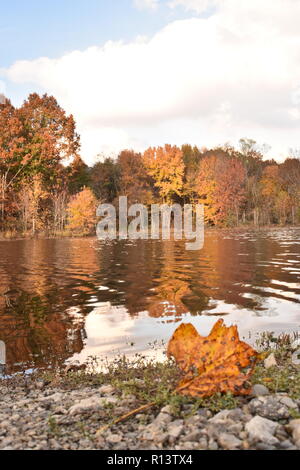 Tulip poplar (Liriodendon tulipifera) leaf in foreground and lake and autumn trees in background Stock Photo
