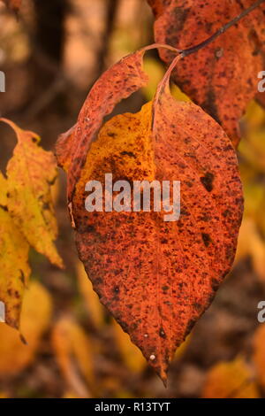 Close up of fall color black gum tupelo leaf (Nyssa sylvatica) with leaves and trees in background Stock Photo