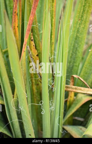 Close-up macro detail of green yucca plant leaves Stock Photo