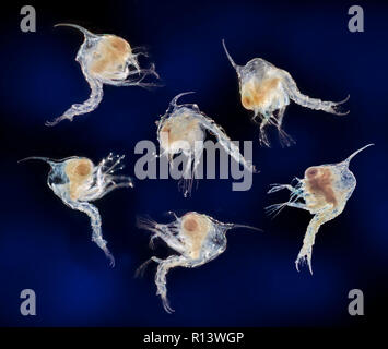 Chinese mitten crab, Eriocheir sinensis, early larval zoea stage, darkfield photomicrograph Stock Photo