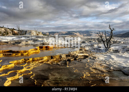 WY03566-00...WYOMING - Upper Terrace of Mammoth Hot Springs in Yelllowstone National Park. Stock Photo