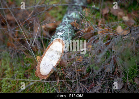 Cut off branches of a pine tree. Fresh cuts of a power saw in a young stand. Season of the autumn. Stock Photo