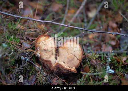 Cut off branches of a pine tree. Fresh cuts of a power saw in a young stand. Season of the autumn. Stock Photo
