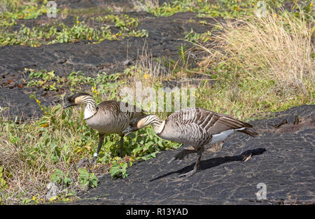 Hawaii Volcanoes National Park, Hawaii - The nene, or Hawaiian goose. The nene is Hawaii's state bird. It is found only in Hawaii and is an endangered Stock Photo