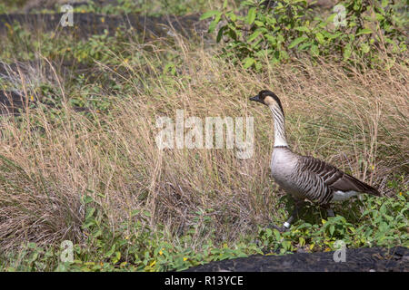 Hawaii Volcanoes National Park, Hawaii - The nene, or Hawaiian goose. The nene is Hawaii's state bird. It is found only in Hawaii and is an endangered Stock Photo