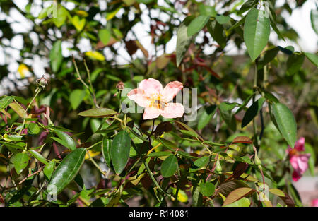 One small honey bee pollinating a peach flower Stock Photo