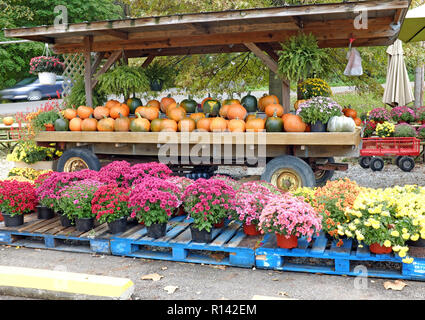 A fall-autumn roadside display in central Ohio with green and orange pumpkins along with purple, yellow, pink and red mums. Stock Photo