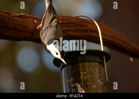 White-Breasted Nuthatch, Sitta carolinensis, facing down above a tube bird feeder Stock Photo