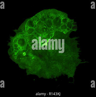 Abstract grunge cellular background against black Stock Photo