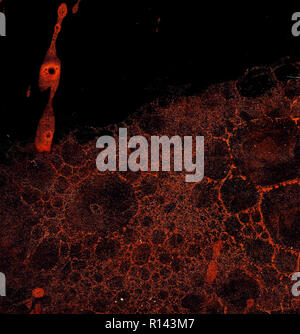 Abstract grunge cellular background against black Stock Photo