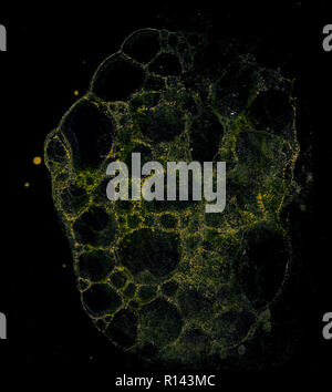 Abstract grunge cellular background against black Stock Photo