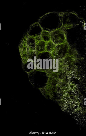 Abstract grunge cellular background against black Stock Photo