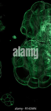 Abstract grunge cellular background against black Stock Photo