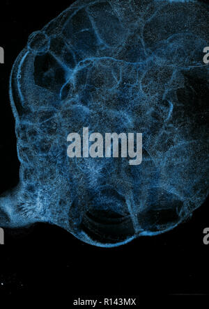 Abstract grunge cellular background against black Stock Photo