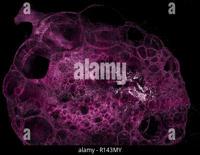 Abstract grunge cellular background against black Stock Photo