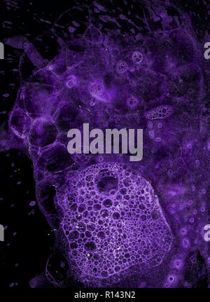Abstract grunge cellular background against black Stock Photo