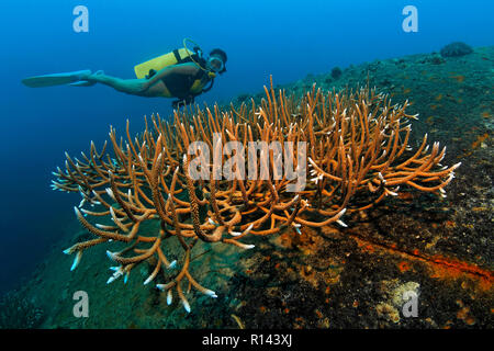 Scuba diver and Robust Staghorn Coral ( Acropora robusta), at the shipwreck Teshio Maru, WW II, Palau, Micronesia Stock Photo