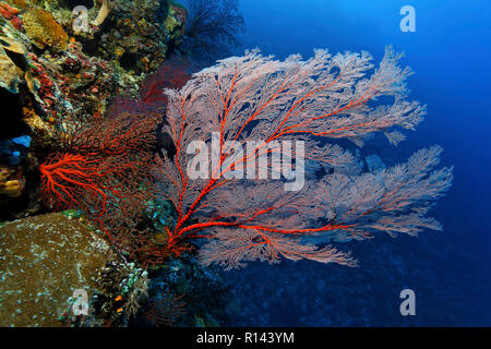 Knotted fan coral (Melithaea ochracea) in a coral reef, Palau, Micronesia Stock Photo