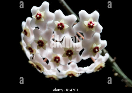 Hoya carnosa flower Stock Photo