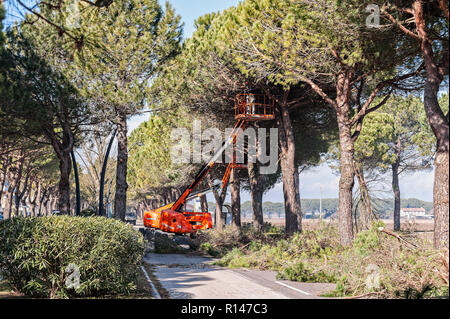 Bibione,Italy - March 08 2018 : Workers and machinery at tree pruning before the start of the tourist season. Stock Photo