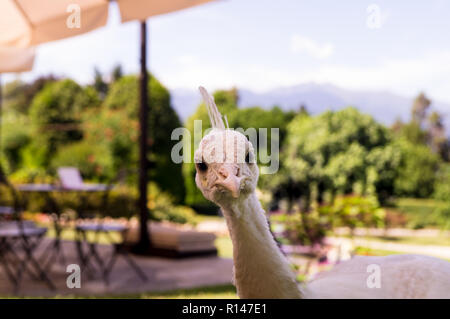 A very curious white peacock Stock Photo